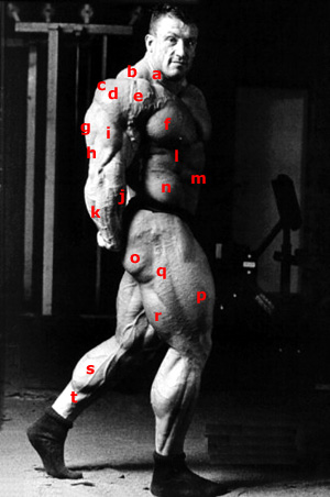 Planche anatomique avec Dorian Yates